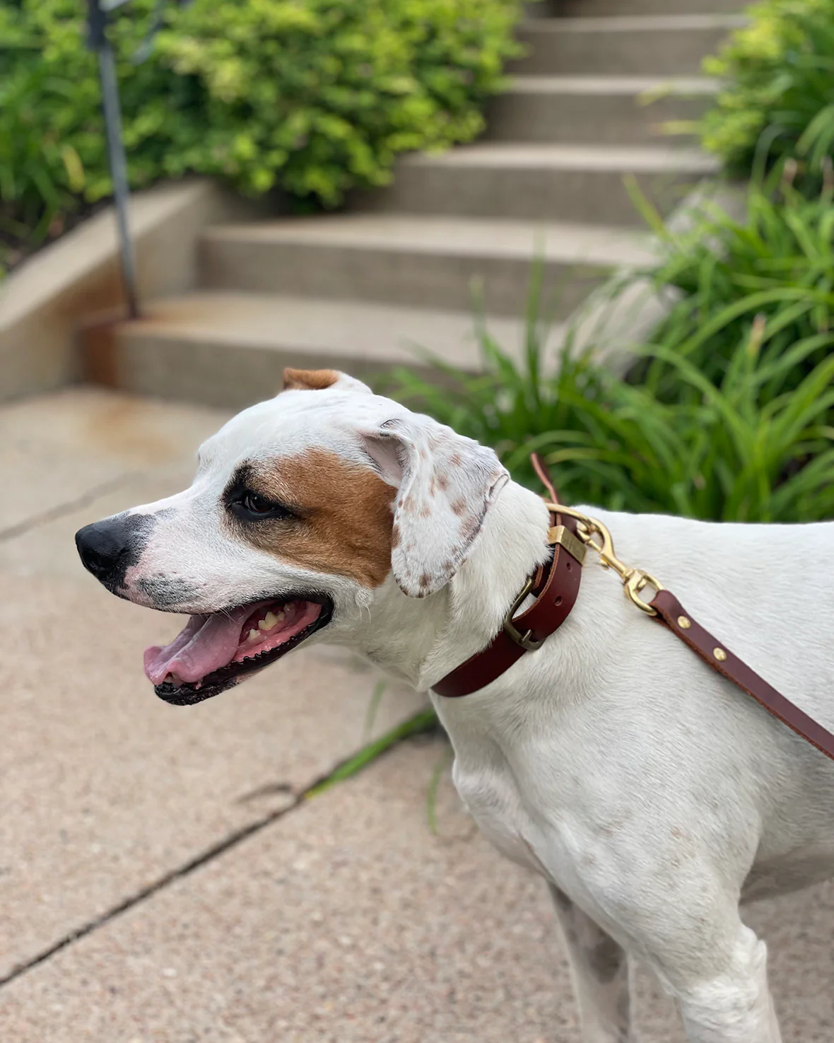Leather Dog Leash - Image 7